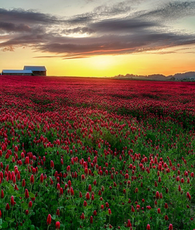 Sunset and the field of clover